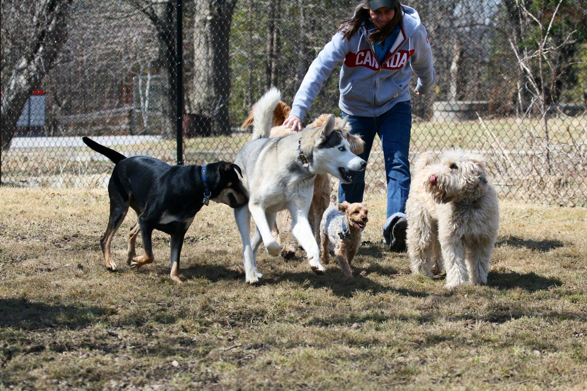 Pet Care Kennel Delsuites' Blog