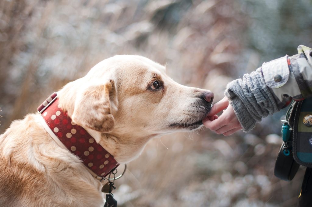 pet-friendly Toronto